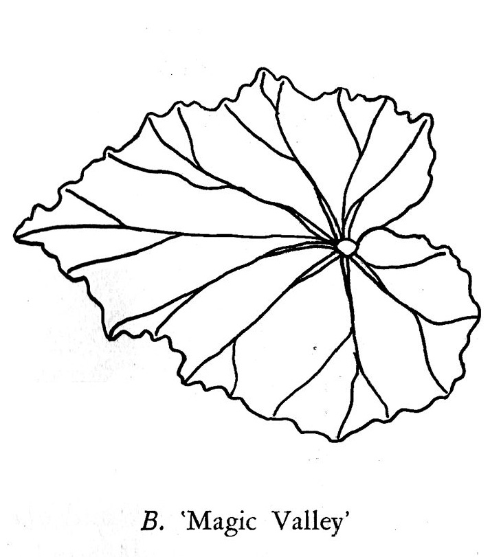 B. ‘Magic Valley’